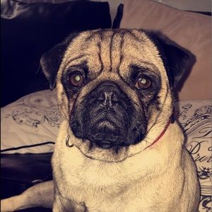 Meet your Posher, Alex